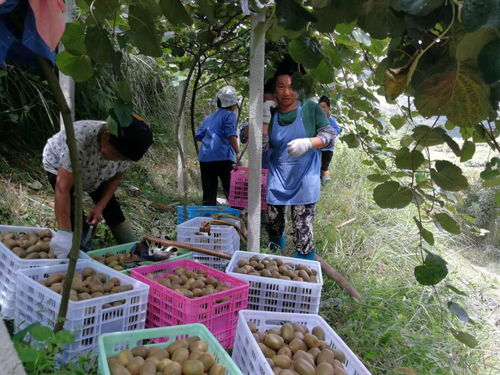 台江德盛合作社宋秀明 合作社 大户 散户 带动农民脱贫致富